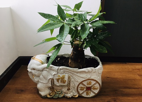 发财树和鸭掌木的区别