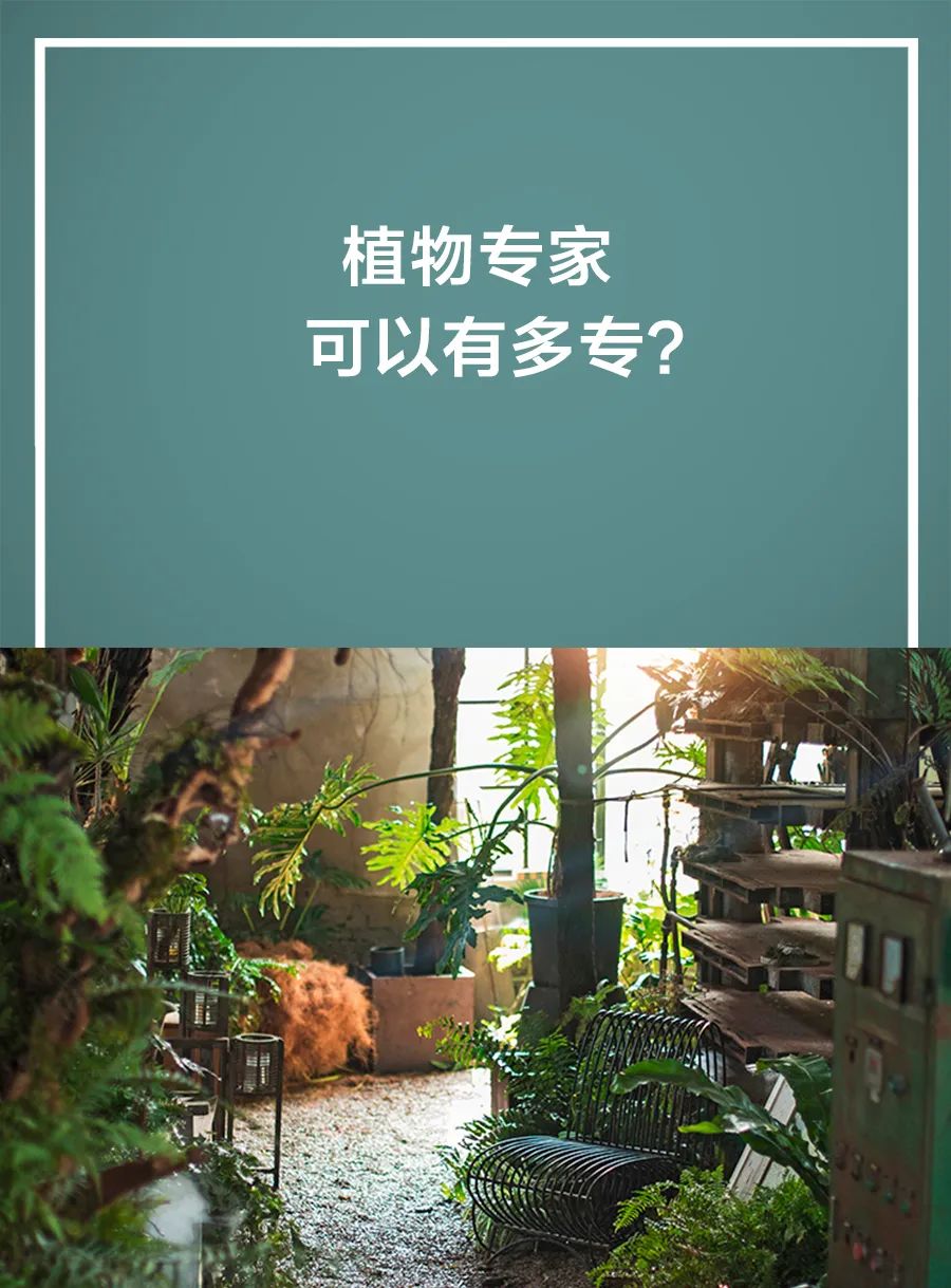 家庭养植物的日常生活记录_家养植物观察日记_家庭植物养护小知识