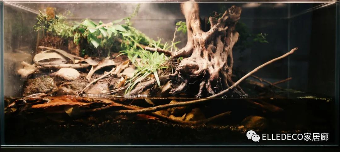 家庭养植物的日常生活记录_家庭植物养护小知识_家养植物观察日记