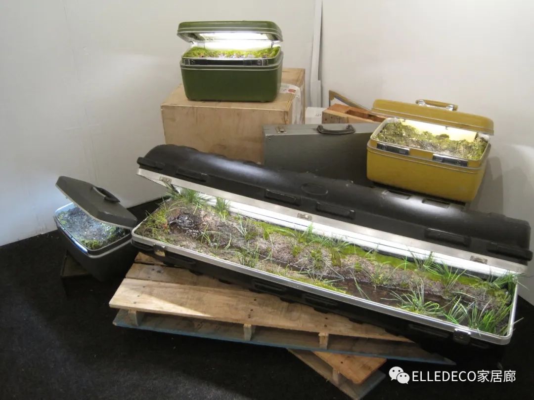 家养植物观察日记_家庭养植物的日常生活记录_家庭植物养护小知识
