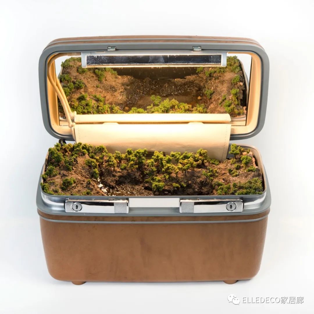 家庭植物养护小知识_家庭养植物的日常生活记录_家养植物观察日记