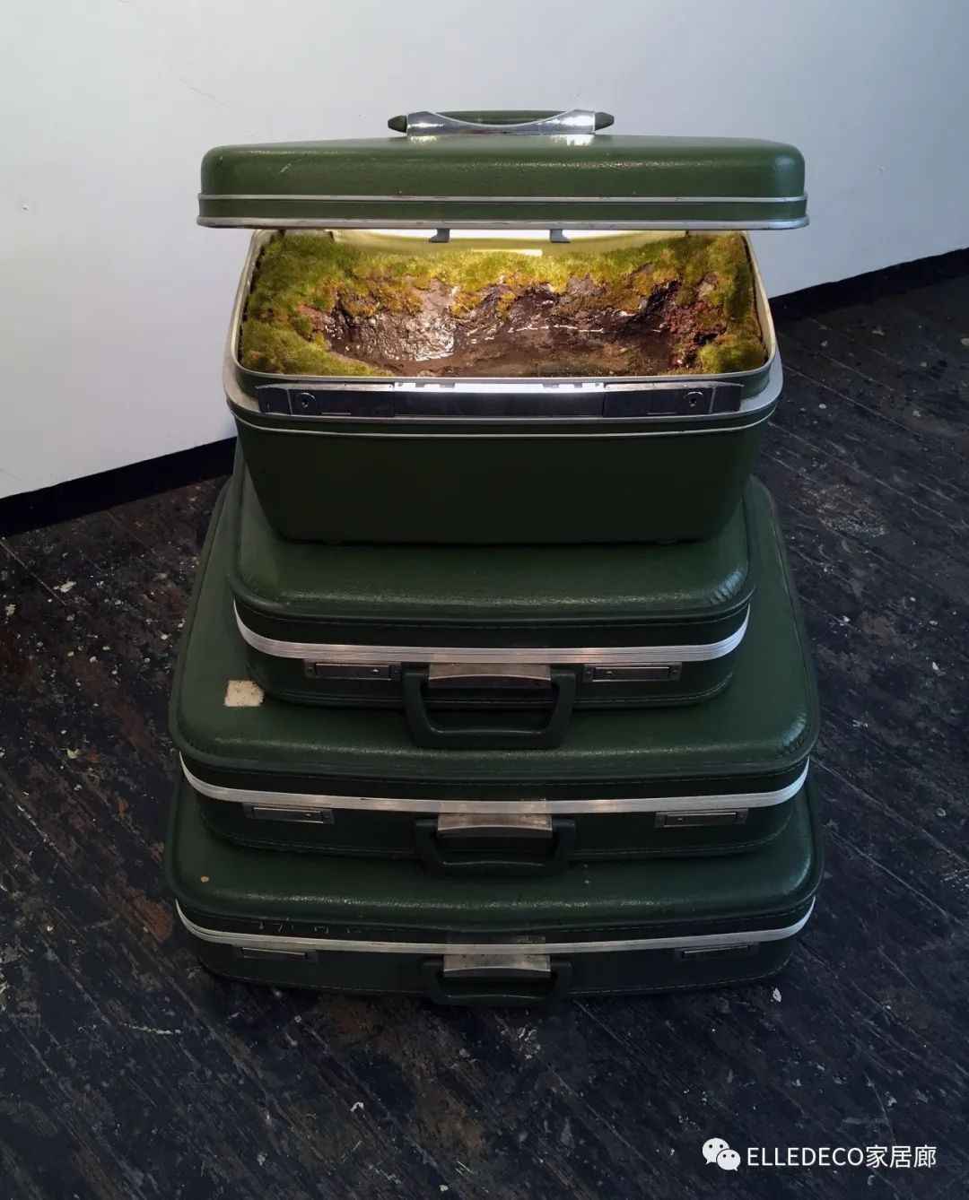 家庭植物养护小知识_家养植物观察日记_家庭养植物的日常生活记录