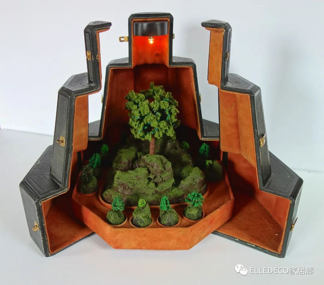 家养植物观察日记_家庭植物养护小知识_家庭养植物的日常生活记录