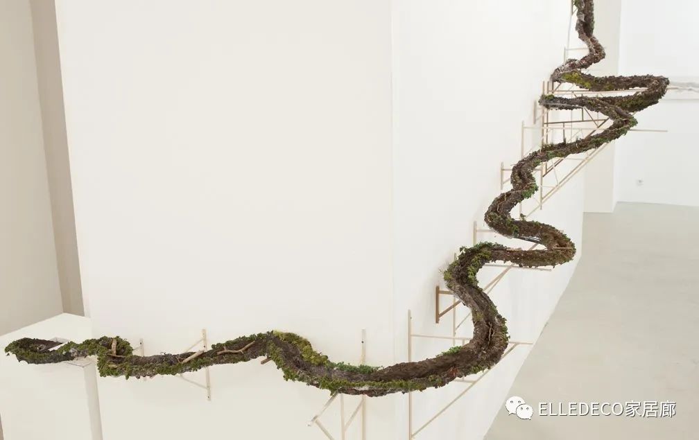 家养植物观察日记_家庭养植物的日常生活记录_家庭植物养护小知识