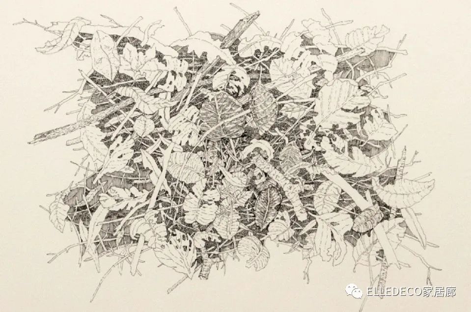 家庭养植物的日常生活记录_家庭植物养护小知识_家养植物观察日记