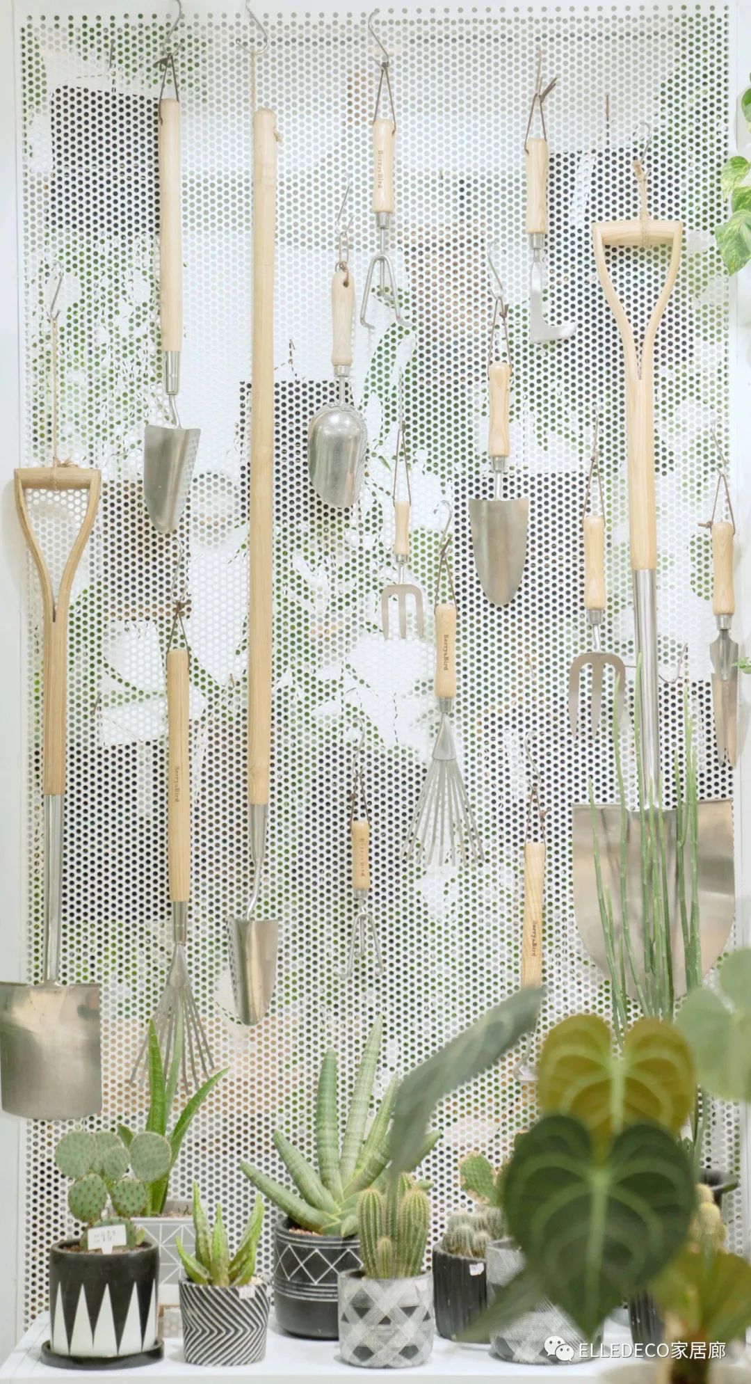 家庭植物养护小知识_家养植物观察日记_家庭养植物的日常生活记录