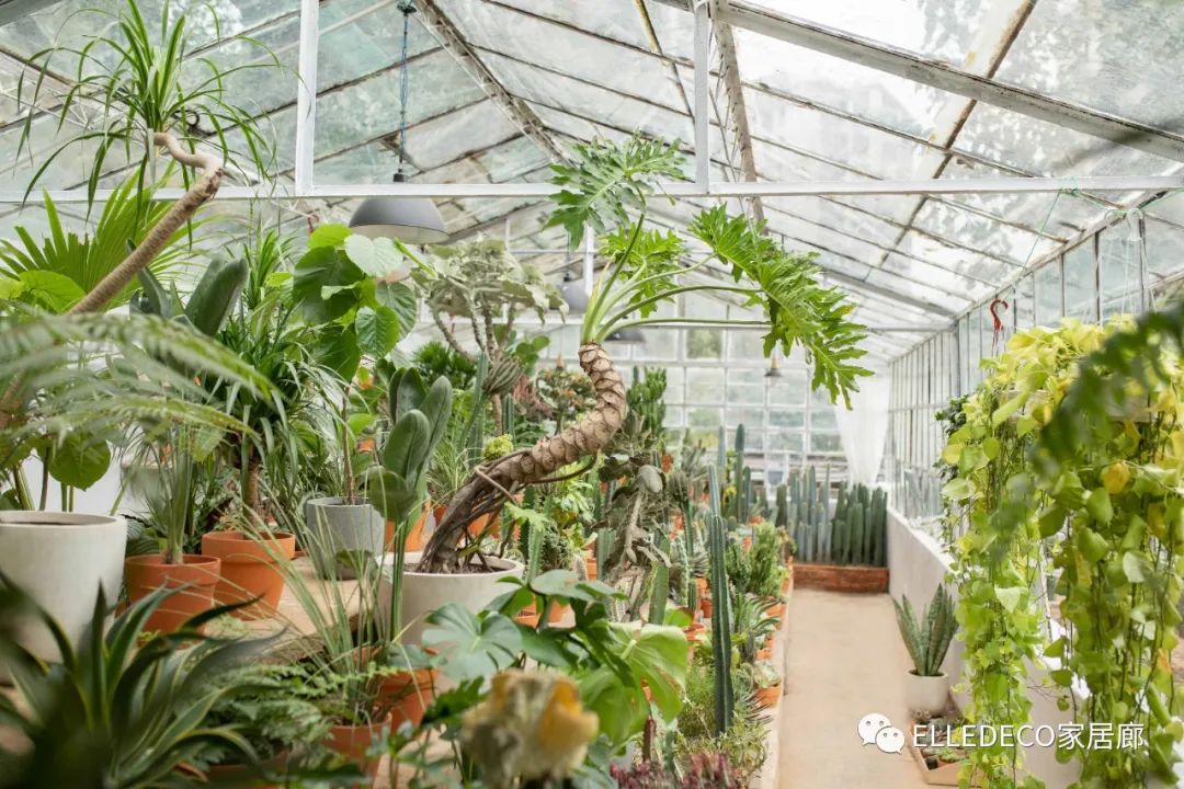 家养植物观察日记_家庭养植物的日常生活记录_家庭植物养护小知识