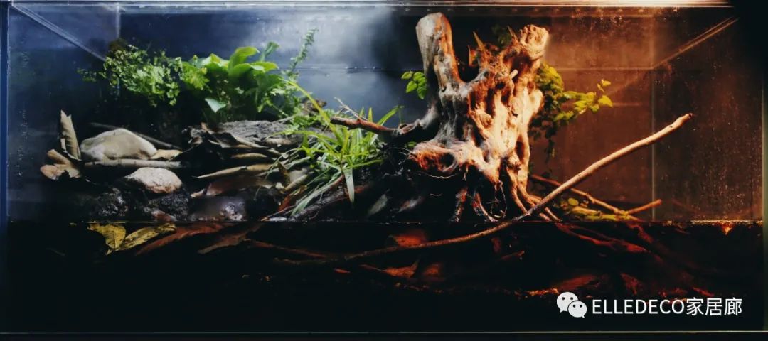 家庭养植物的日常生活记录_家养植物观察日记_家庭植物养护小知识