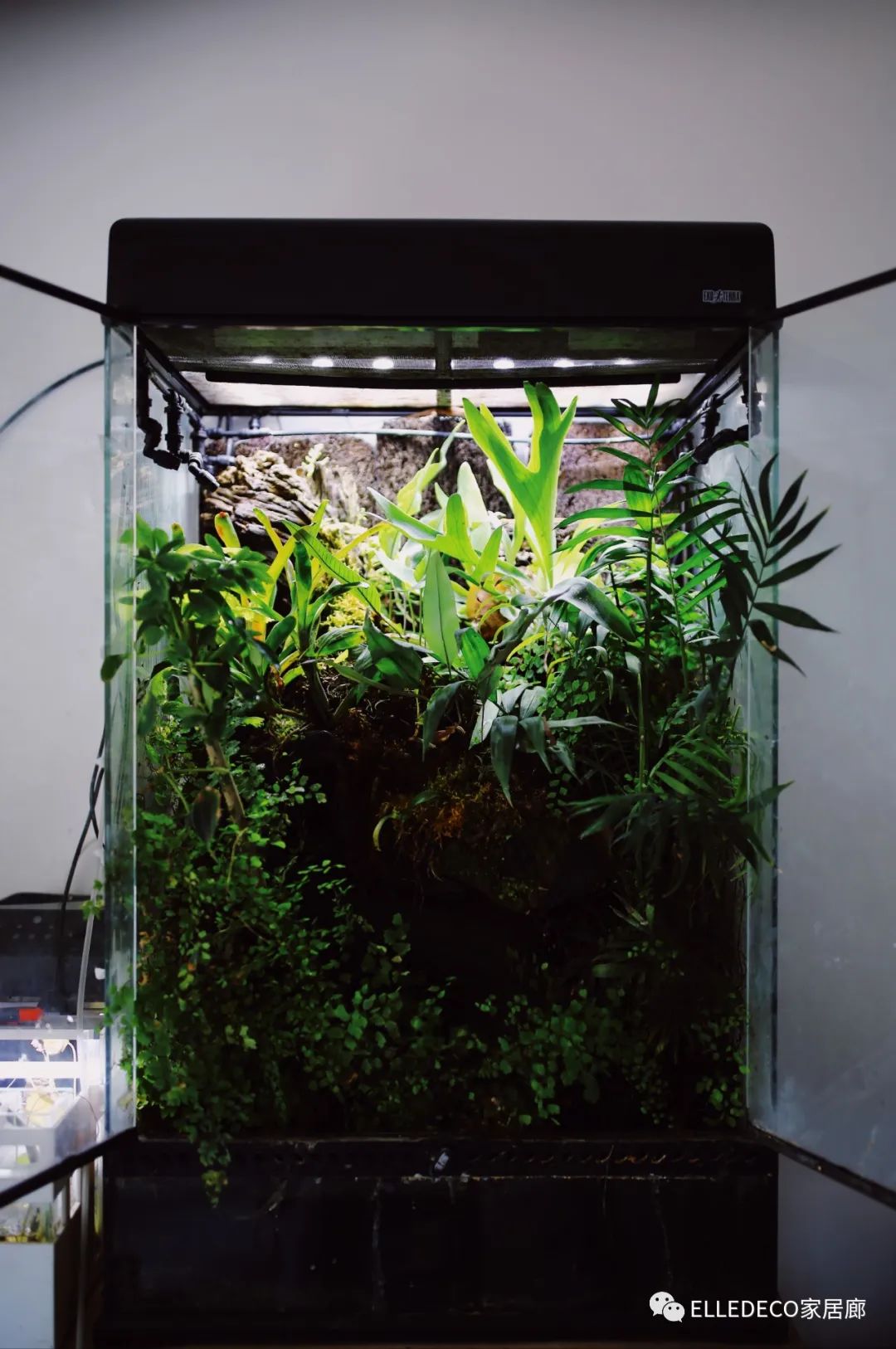 家庭养植物的日常生活记录_家庭植物养护小知识_家养植物观察日记