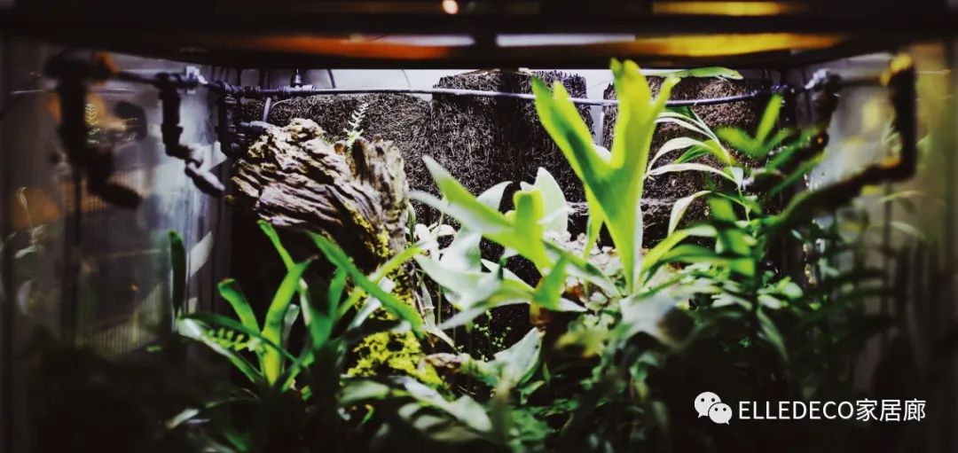 家养植物观察日记_家庭养植物的日常生活记录_家庭植物养护小知识