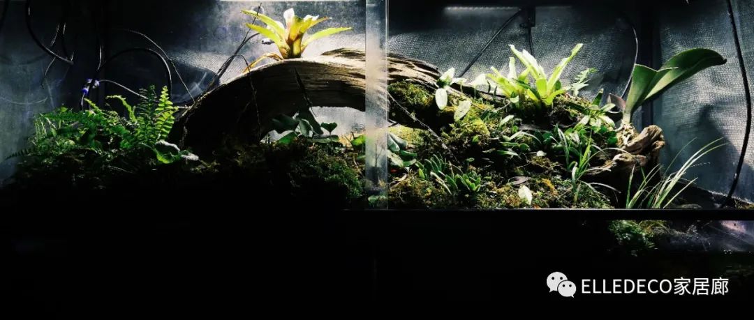 家庭养植物的日常生活记录_家庭植物养护小知识_家养植物观察日记