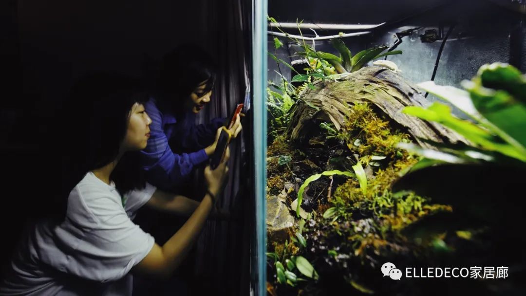 家养植物观察日记_家庭植物养护小知识_家庭养植物的日常生活记录