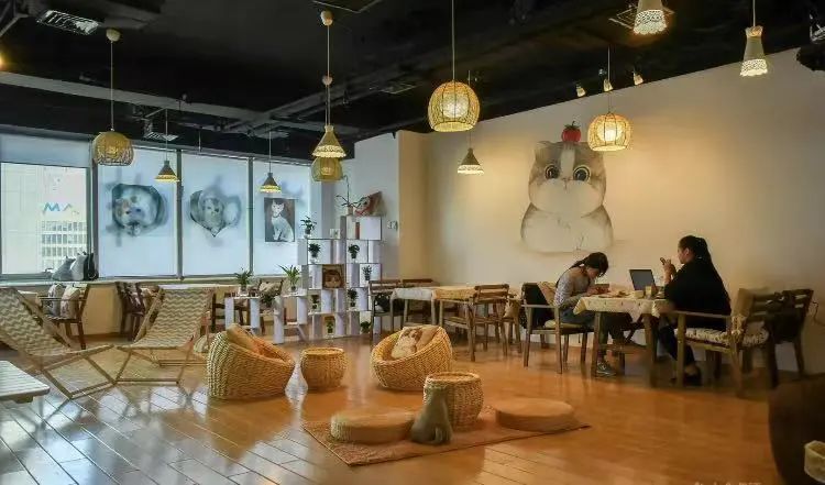 日本宠物咖啡厅_咖啡宠物店_日本宠物咖啡馆