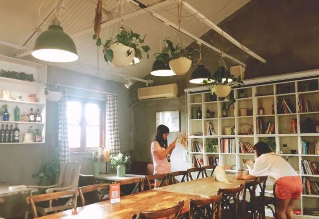 咖啡宠物店_日本宠物咖啡馆_日本宠物咖啡厅
